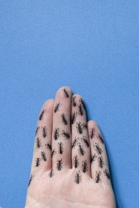 J231:365 - Des fourmis dans les doigts par Clémentine GRAS