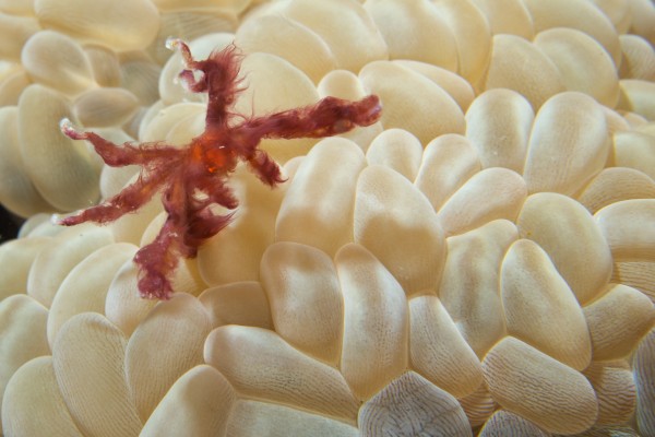 Un crabe orang-outang sur une bulle de corail, photo finaliste au Wildlife Photographer of the Year 2013. © Andrea Izzotti – Fotolia