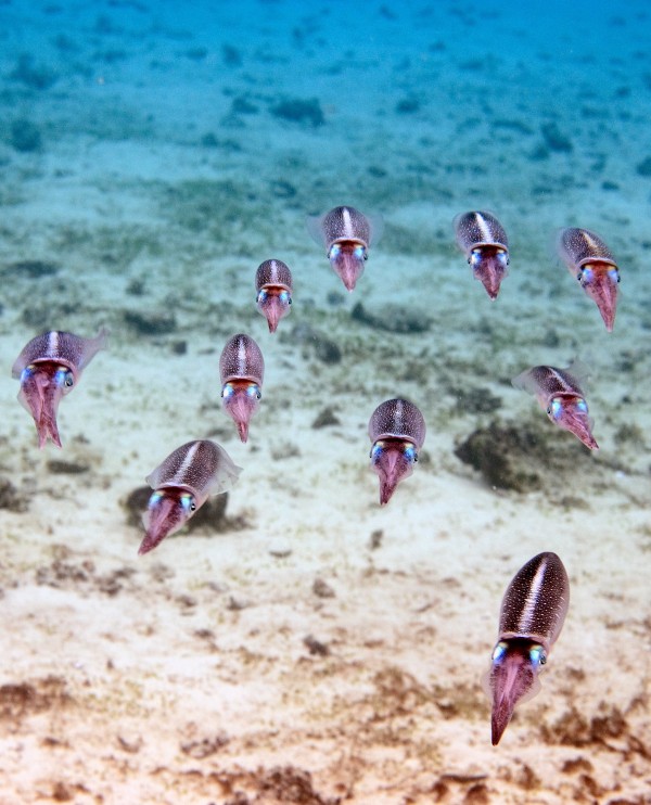 Un banc de calamars dans une eau de cristal, cliché vainqueur du concours National Photo Contest for Italy, catégorie Nature, National Geographic 2011. © Andrea Izzotti – Fotolia